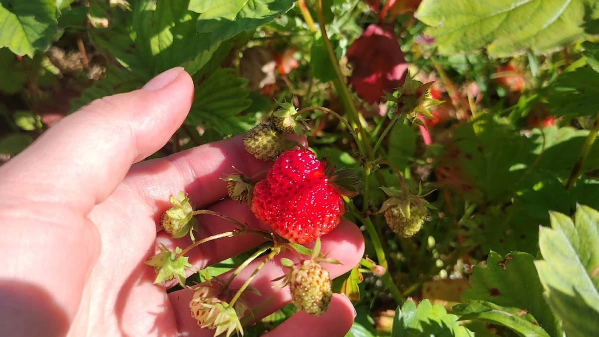 Сладкая формула для клубники: 2 ложки под корень сразу после схода снега — ягоды будут крупные, сочные и сладкие