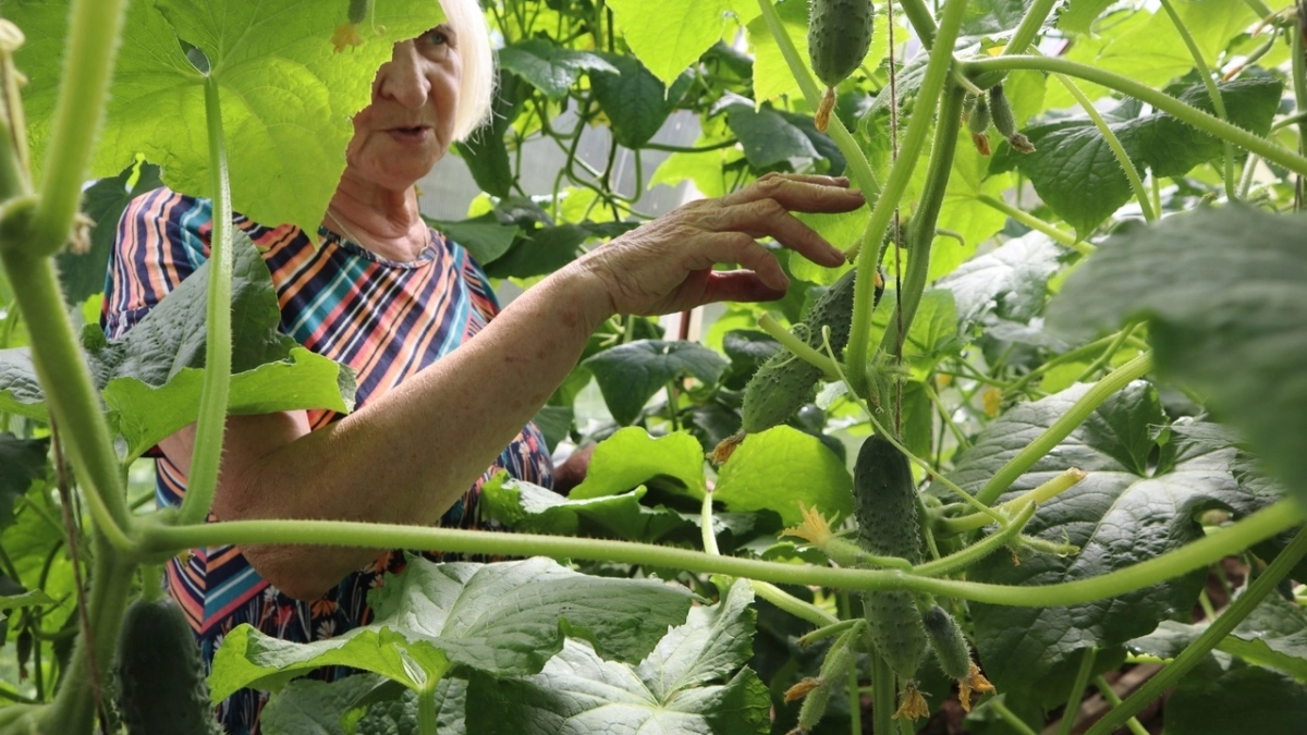 Сажаю 5 кустов огурцов: урожай гребу, как с плантации — секрет вы подкормках