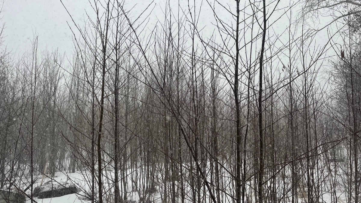 В Коми зима не сдается без боя: по прогнозу на 2 апреля от снегопада до +17