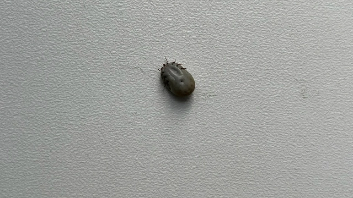 Сыктывкарка первой в этом сезоне обратилась к медикам из-за укуса клеща