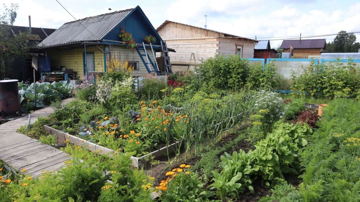 Крапива — не сорняк, а суперподкормка: делаю из сорняка "одеяло" для огурцов — мой секретный ингредиент