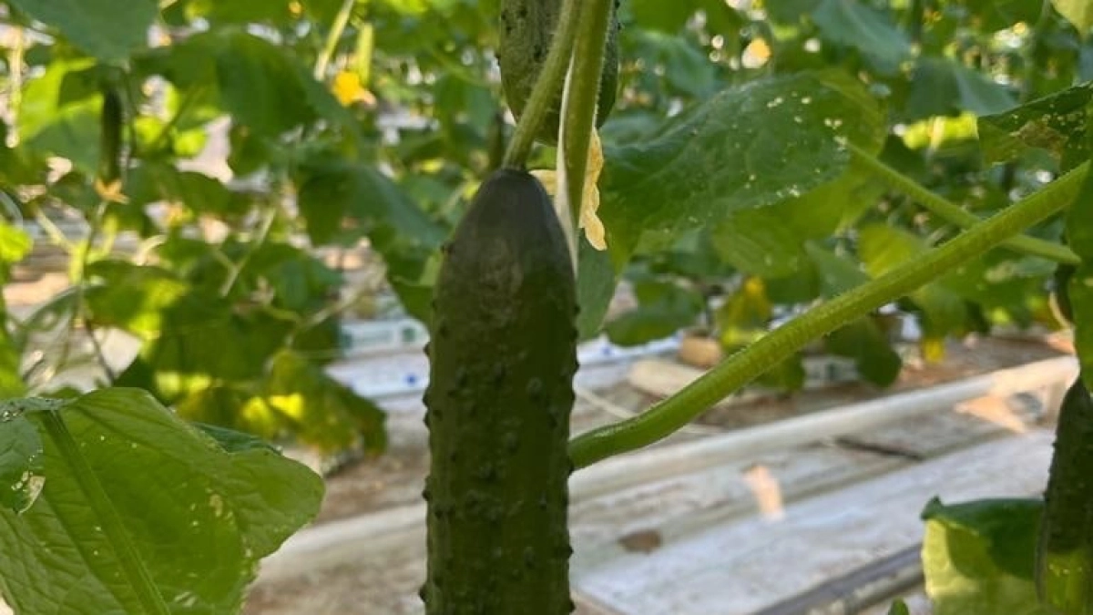 Не выбрасывайте старый хлеб! Простой рецепт удобрения, от которого растения растут как на дрожжах