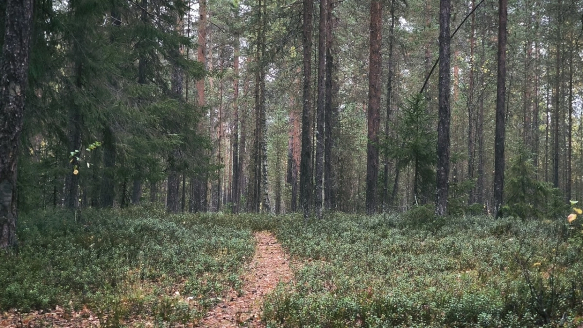 Пик лесной пожароопасности ожидают в Коми в июле 