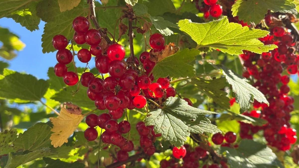 Секрет старого агронома: 1 апрельский трюк, от которого смородина вырастет крупнее вишни