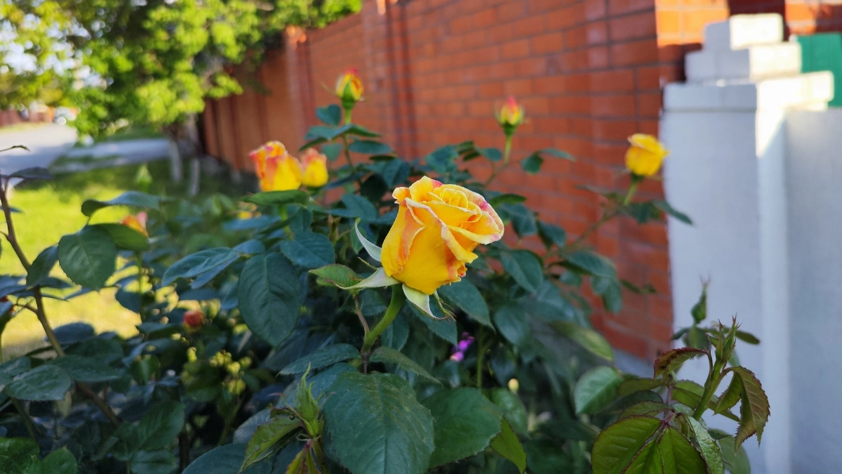 Посадила под розами 1 растение - черной пятнистости больше не увидите: совет британских садоводов