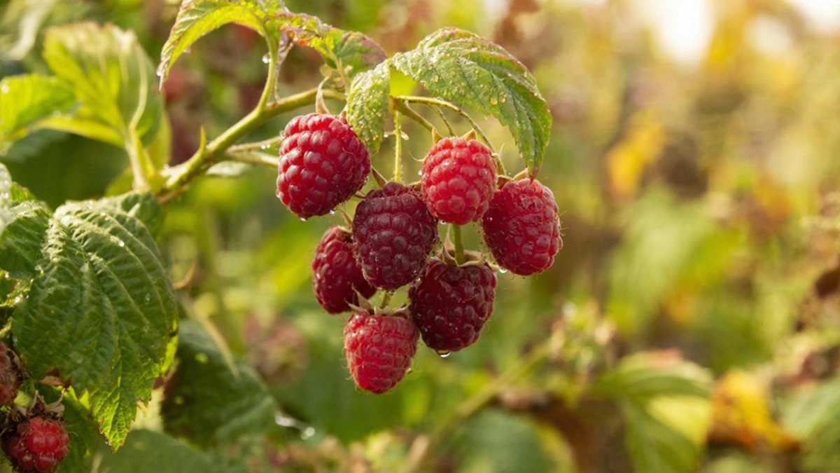 Малине после схода снега - обязательно: 30 грамм в ведро - и под корень: с каждого куста соберете по 3 кг ягод