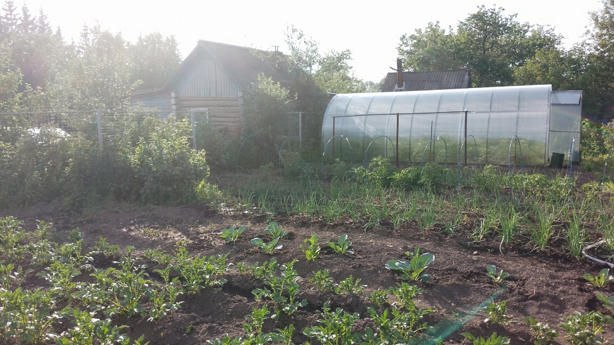 1 стакан крупы - муравьи и клещи исчезнут мгновенно: урожая в 3 раза больше