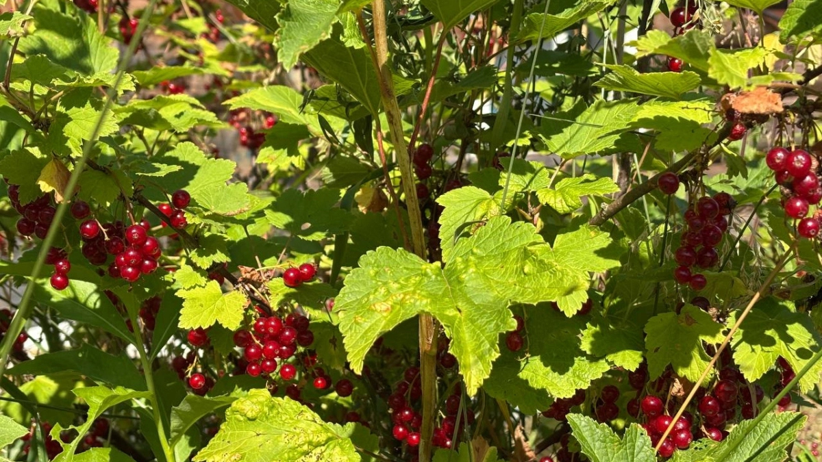 Обрезка смородины и крыжовника весной: 5 правил для богатого урожая