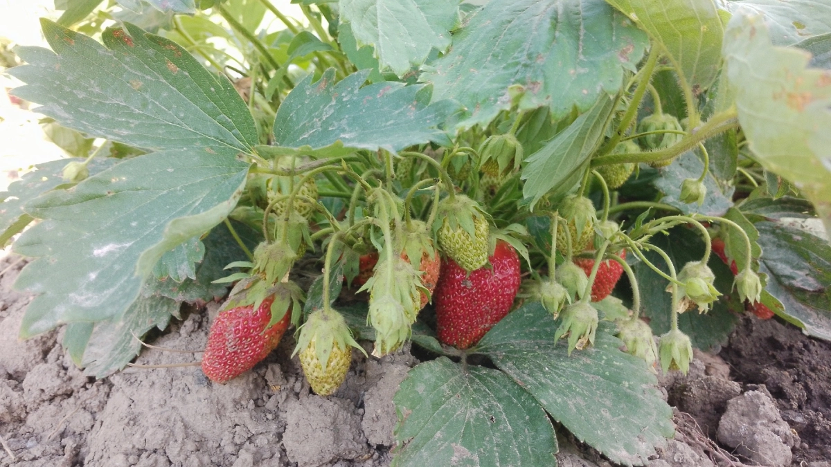 Клубника умоляет об этом в апреле — 3 эффективных способа, как секатором добиться жирных ягод