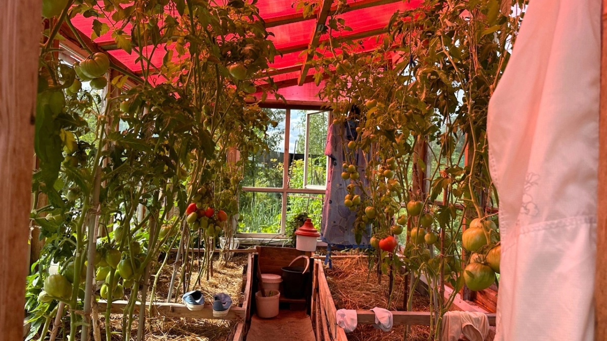 Кладу в лунку при посадке томатов 3 добавки. Пятый сезон собираю урожай без потерь