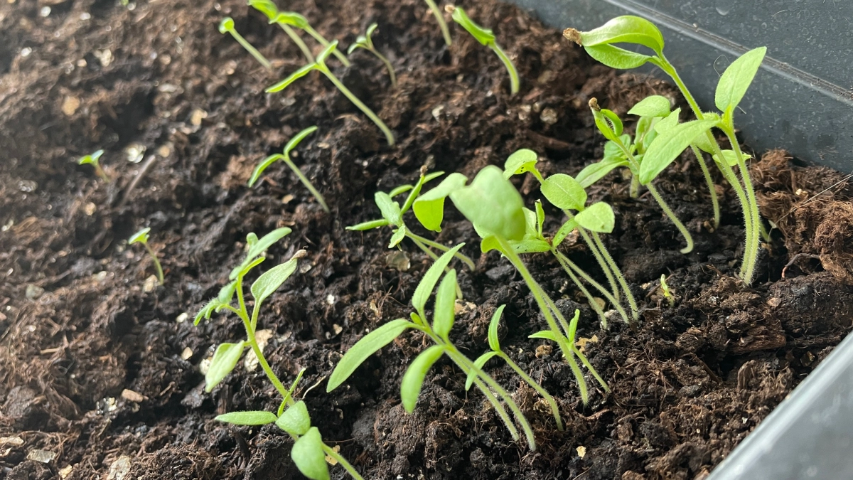 Завариваю "китайский" продукт и лью под рассаду: перцы с томатами прут щеткой буквально за неделю