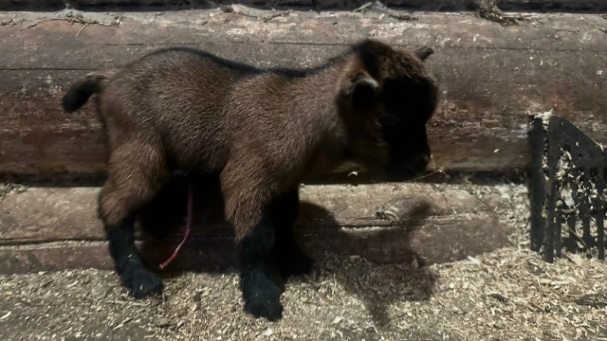 Под Сыктывкаром карликовая коза родила двух малышей в «экстремальных» условиях