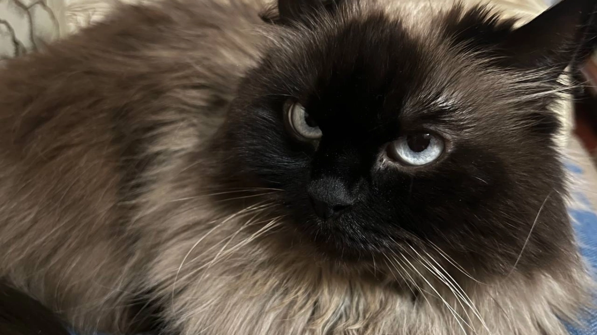 В Сыктывкаре кошки из приюта найдут дом на фестивале 12 апреля