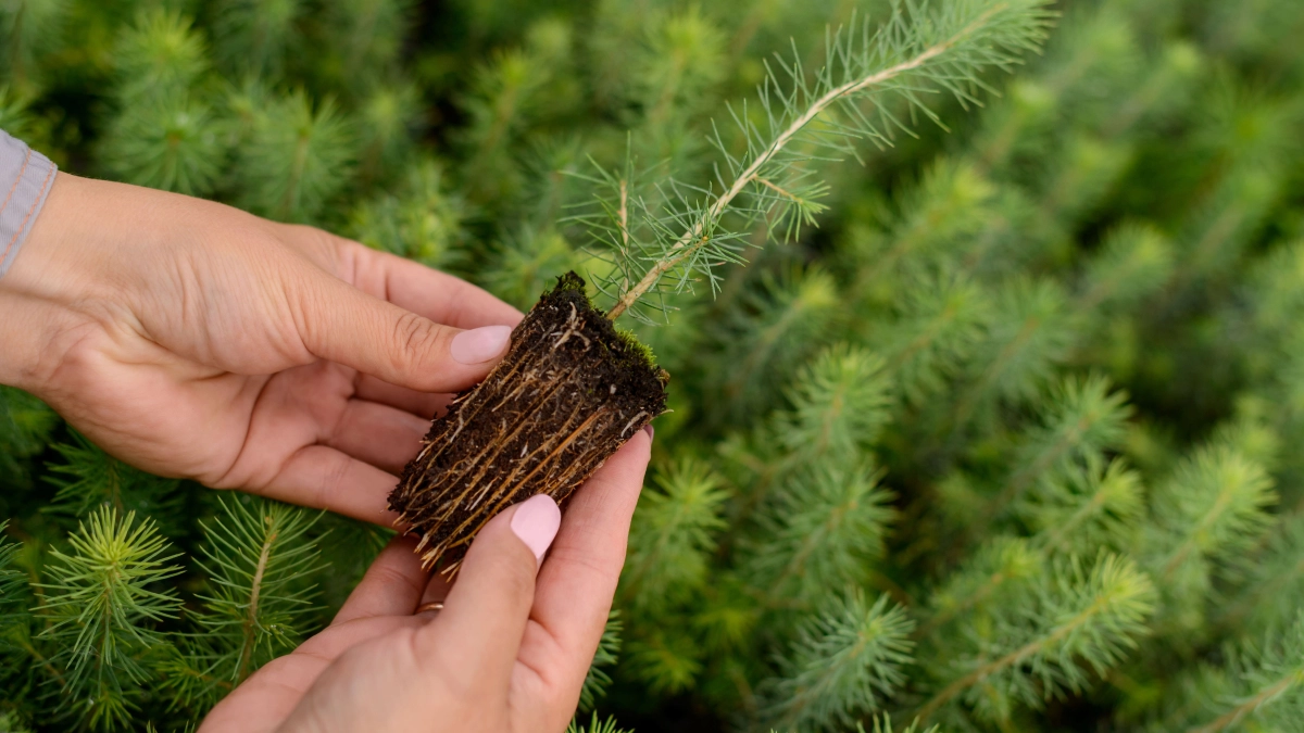 Сыктывкарский ЛПК подвел итоги лесовосстановления в 2025 году
