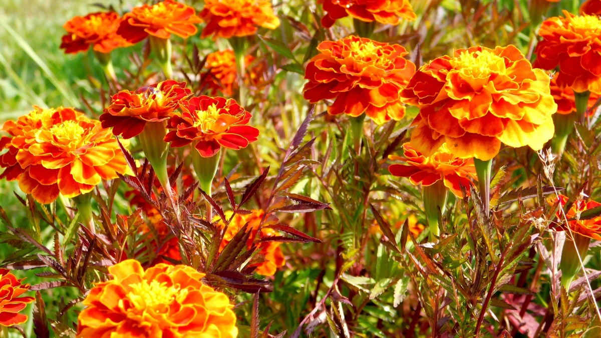 Эффектные многолетники, которые цветут весь сезон: бюджетные, красивые и без специального ухода