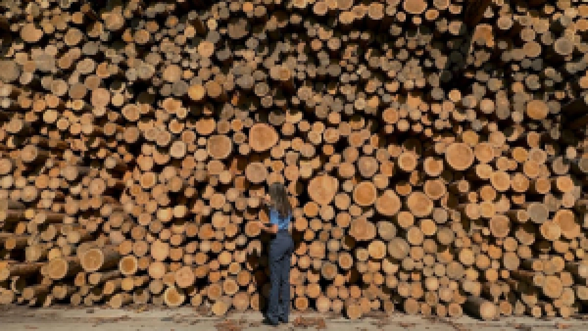 Коми отправила на экспорт более 325 тысяч кубов лесопродукции за три месяца  