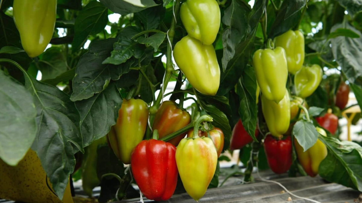 Томаты и перцы дадут тройной урожай: Кормлю их тёмной "жижей" - плоды штампуют, как завод