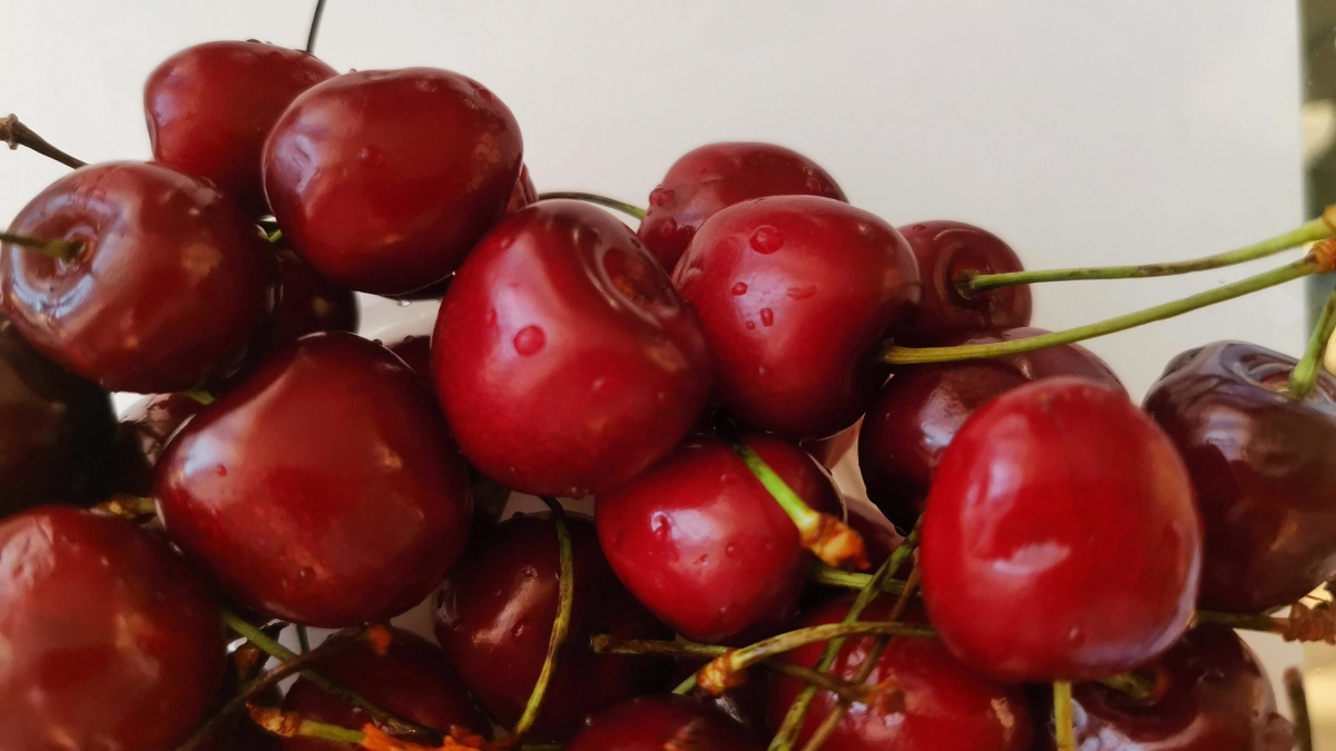 2 стакана под корень в мае – обязательно: вишня будет размером с персик: вкусная и сочная