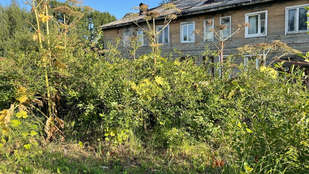 В Сыктывкаре борщевик устранят на 71 участке