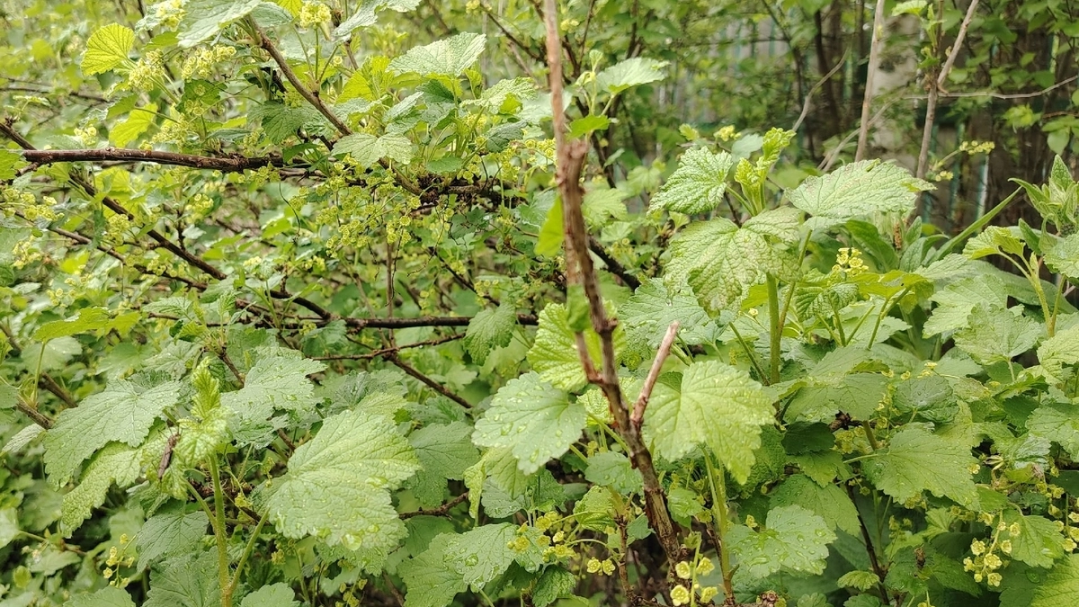 1 колпачок в опрыскиватель — и тля исчезает за сутки: даже с роз и кустов смородины
