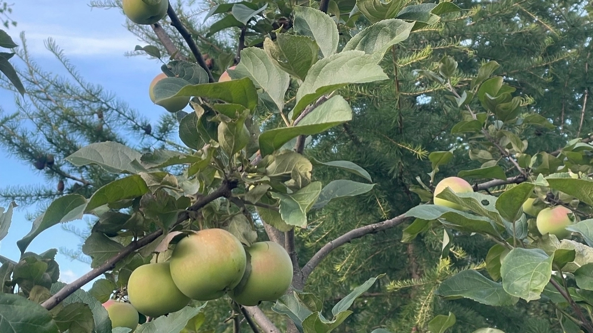 Яблоне в апреле – крайне важно: 1 грамм на 20 литров – и гурьба вредителей уйдет в закат