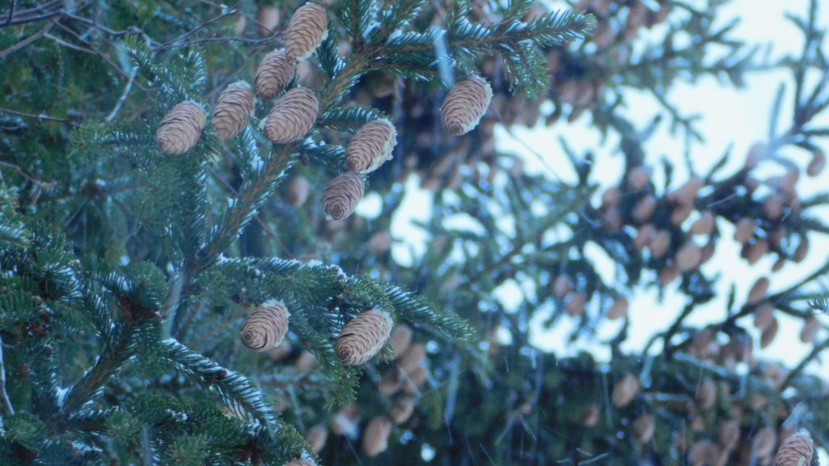 На севере Коми ожидается сильный снегопад