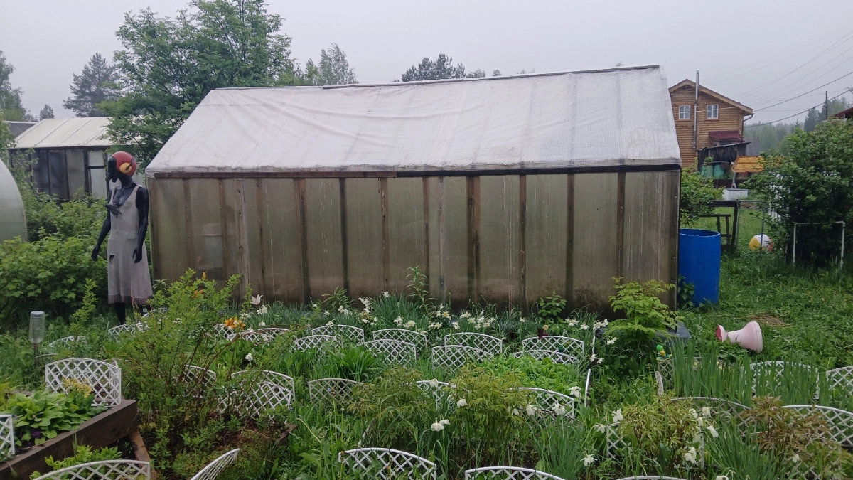 Уничтожаю садовых муравьев одним средством за 27 рублей: соседи смеются над пшеном, а мой огород чистый уже 5 лет