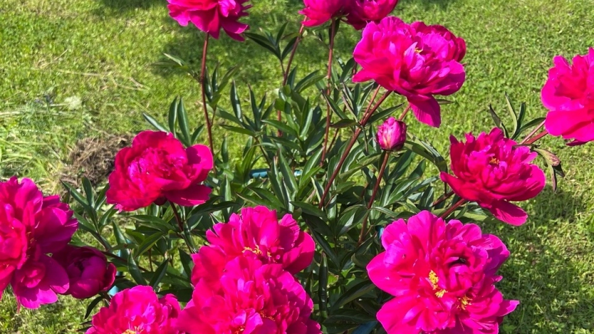 5 дел, которые обязательно сделать с пионами весной – не упустите важный момент