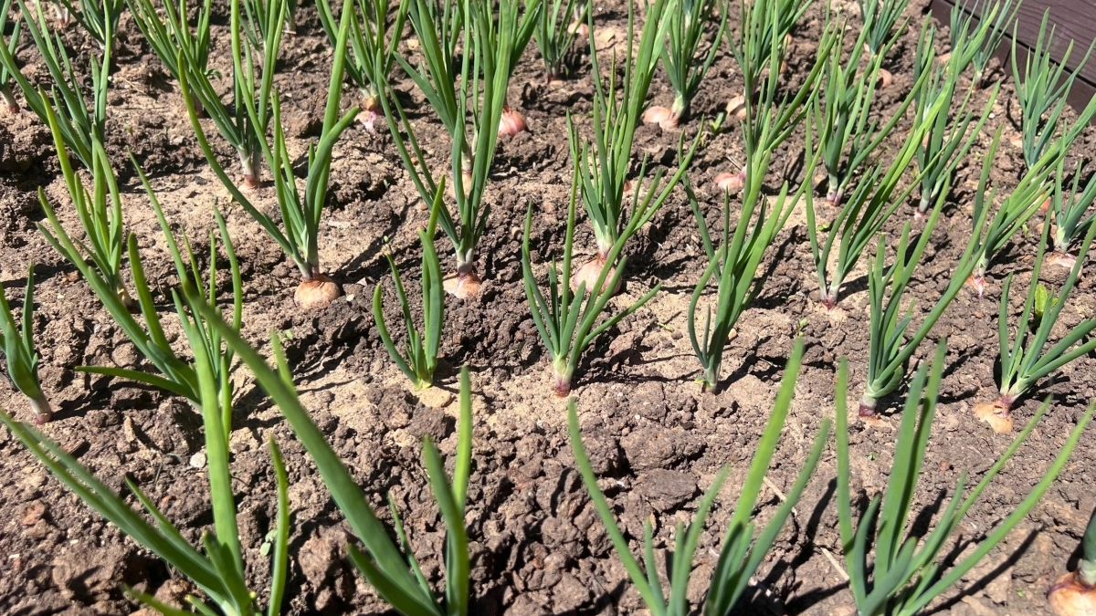 Остановил армию муравьев дедовскими народными методами за 1 день. Современная химия проигрывает опыту прошлого