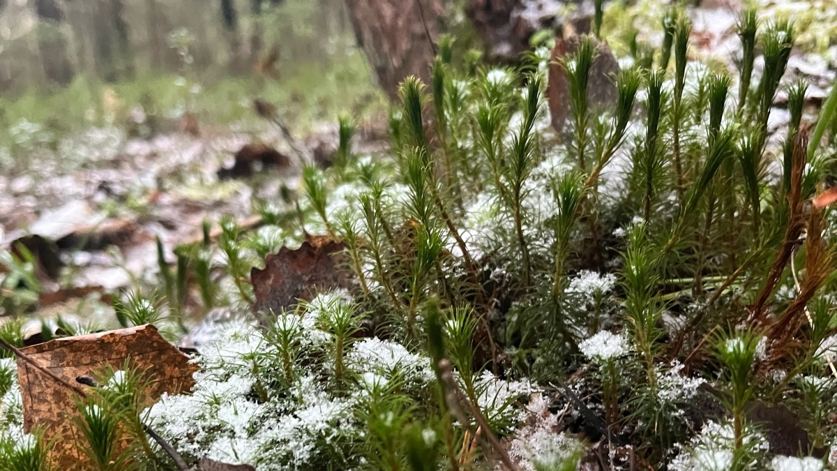 В Коми ищут новые крупные месторождения нефти и газа