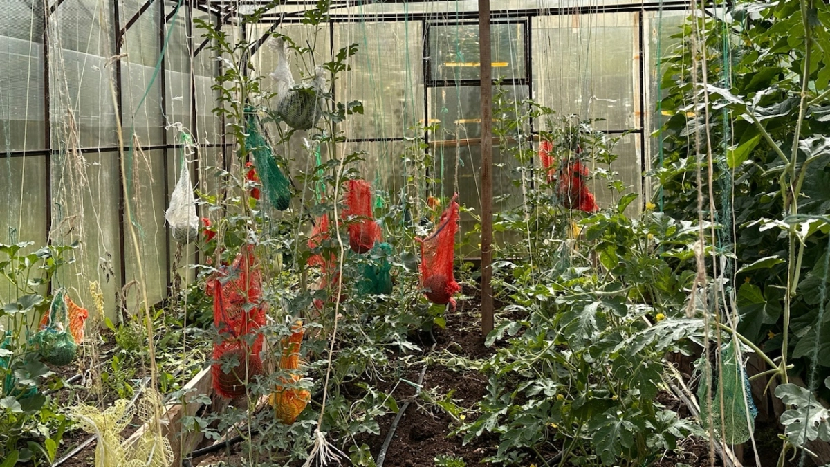 Заморозки в теплице: рассада томатов выживет без обогревателя