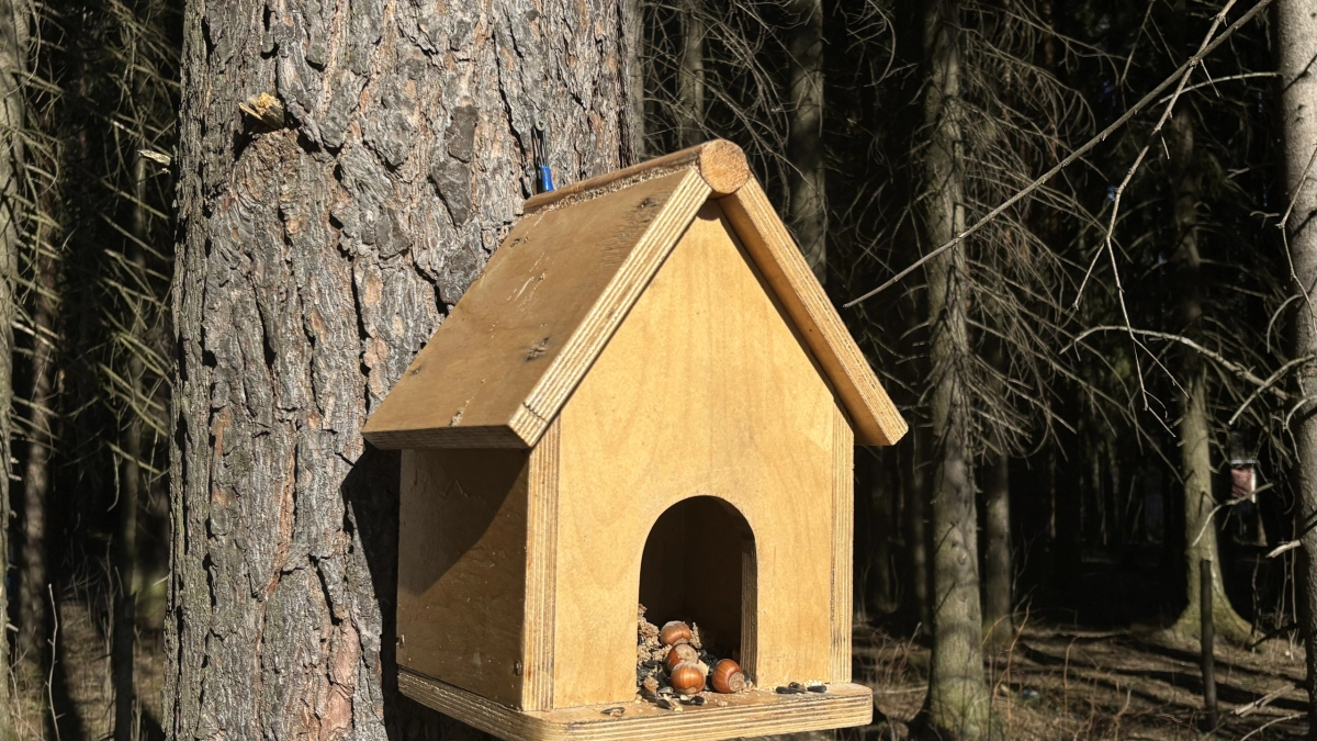 В Коми сокращается численность грачей 