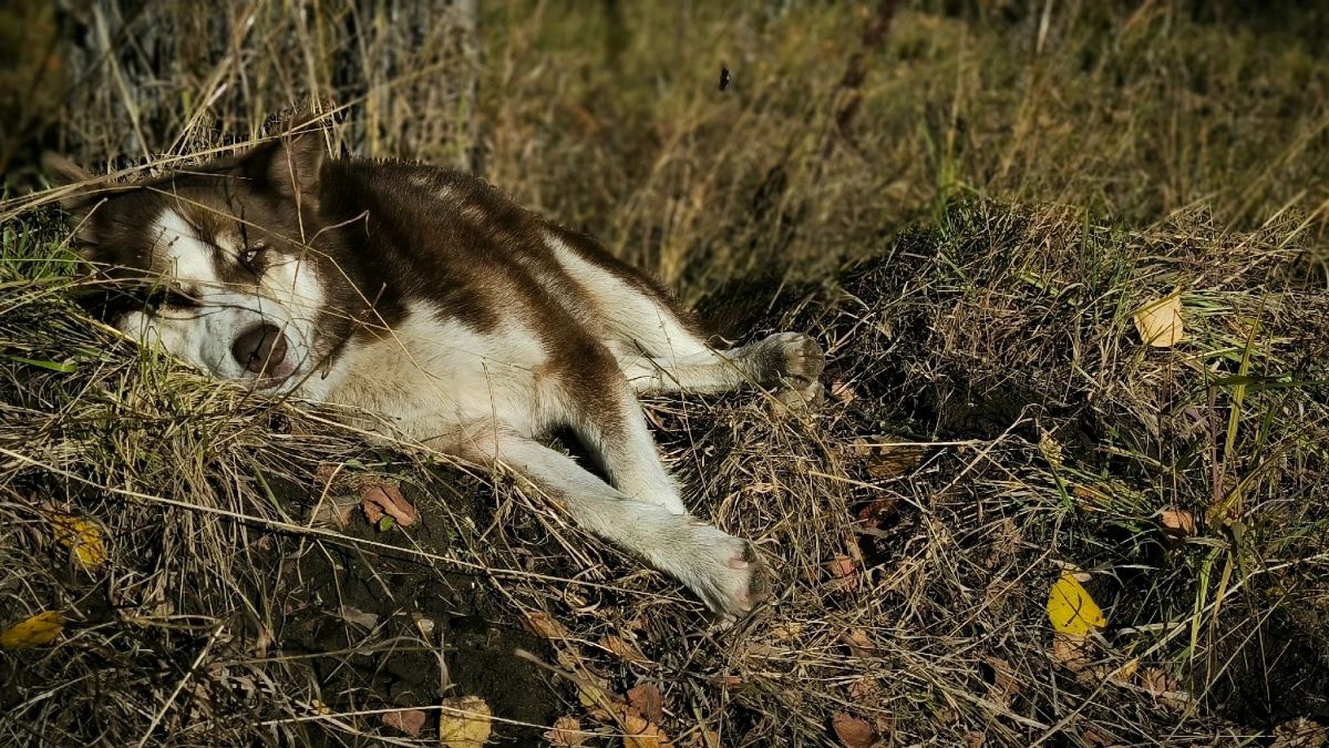 В Коми планируют изменить закон о безнадзорных животных