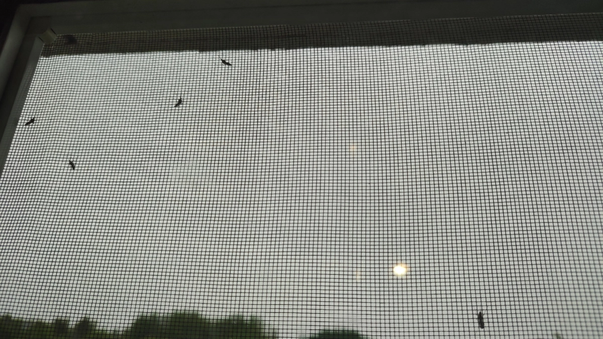 Комары – переносчики туляремии обнаружены в Коми