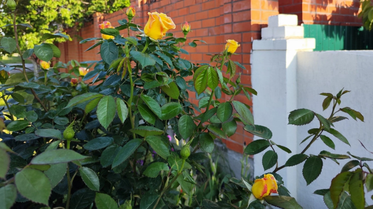 Одно дело в апреле — и даже дохлые после зимы розы воскресли: рабочая схема реабилитации