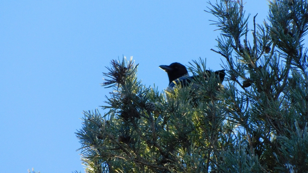В Коми сняли на камеру гигантского черного ворона (видео)
