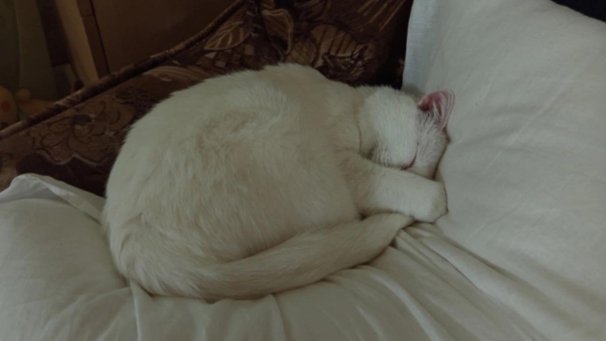 В Коми бессердечный мужчина убил кота, постирав его в стиральной машине