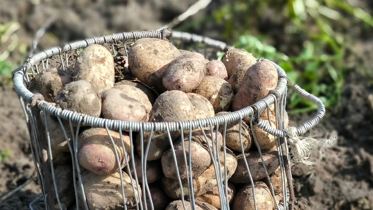 Зола, шелуха и горох: три ингредиента для идеального урожая картофеля