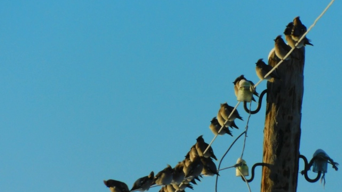 В Коми обустроят 15 километров тротуаров и 7 километров освещения