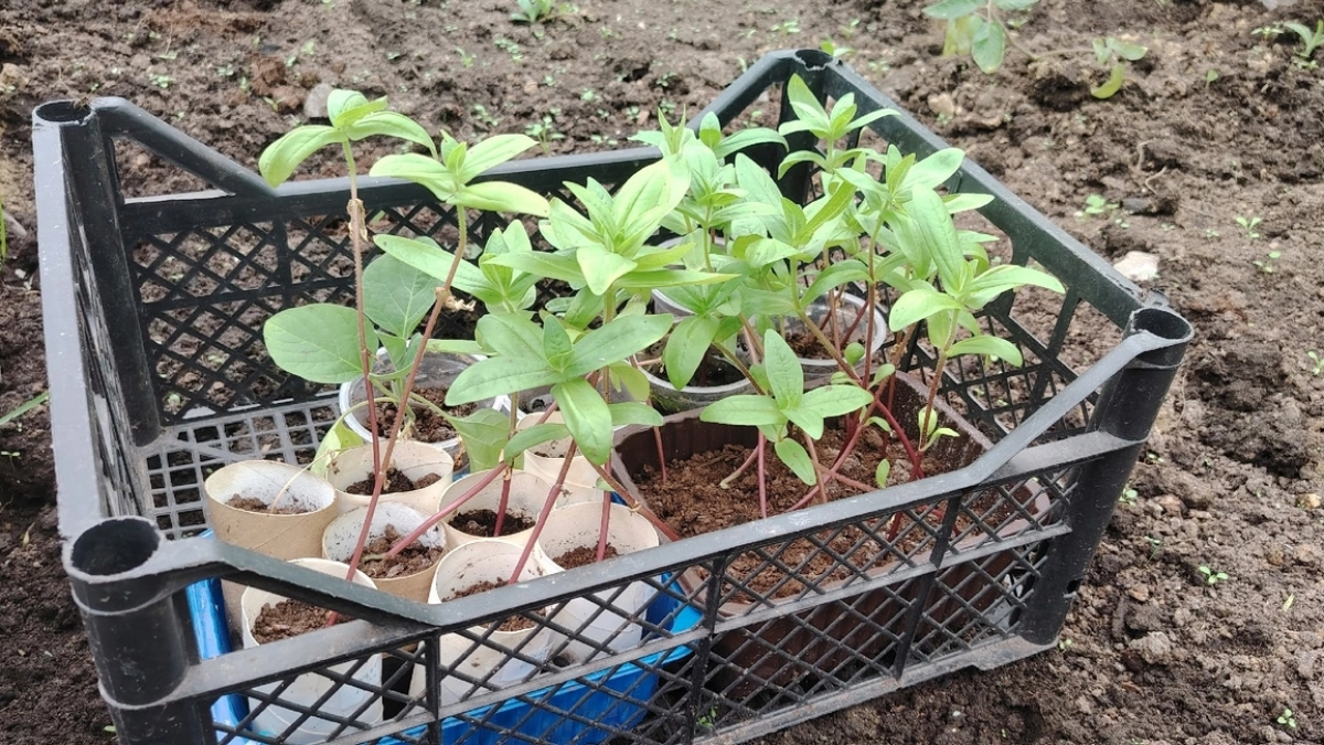 Никакой химии: этот раствор выжигает сорняки под корень