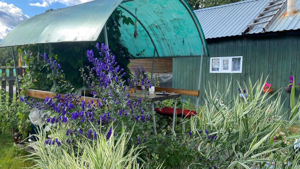 6 растений-репеллентов: что посадить на даче, чтобы отпугнуть клещей и других вредителей