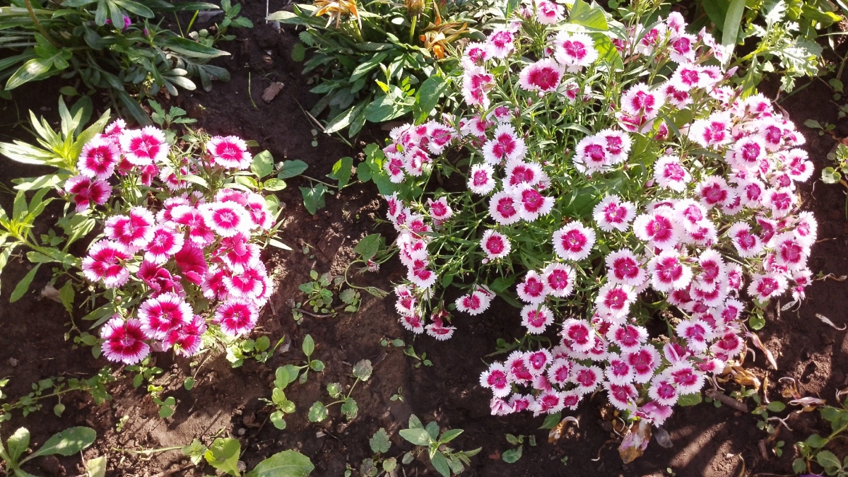 Гортензия в пролете: этот кустарник цветет с мая до заморозков и превращает сад в произведение искусства