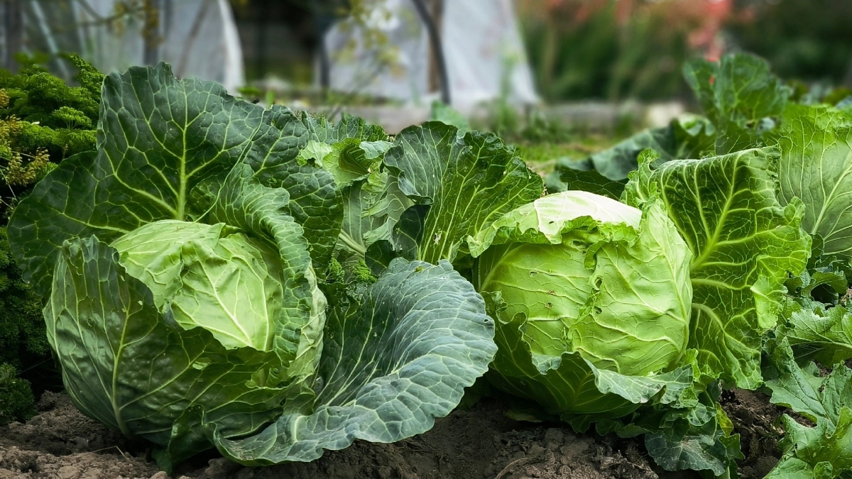 6 сортов капусты, которые не боятся слизней - никаких дырявых листьев