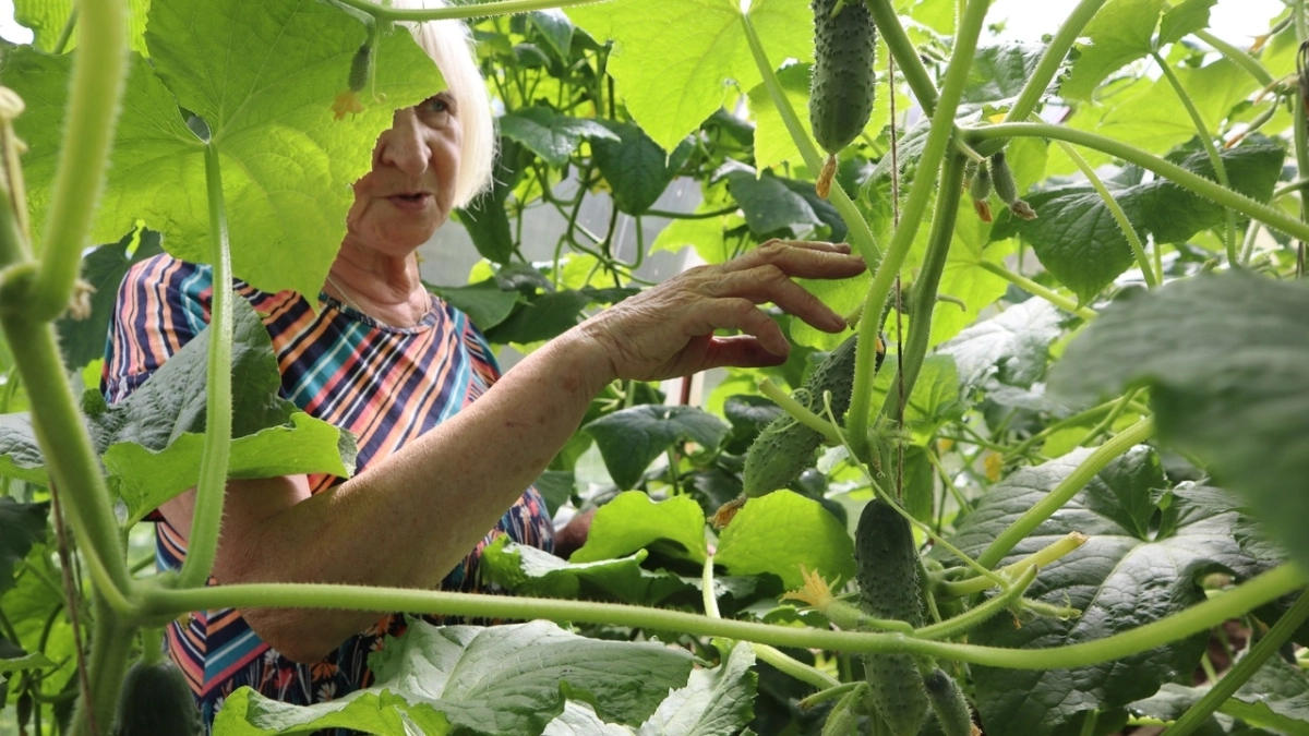 Готовлю дедовскую подкормку огурцам за 15 минут. Собираю по полтора ведра зеленцов каждые 2 дня с 6 кустов