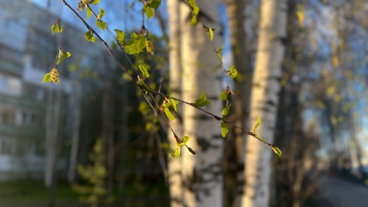 В Республике Коми потеплеет до +16 градусов: синоптики рассказали о погоде на 16 апреля
