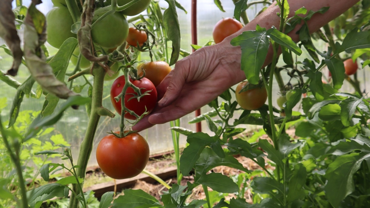 Я не покупаю фермерские продукты — и вот почему