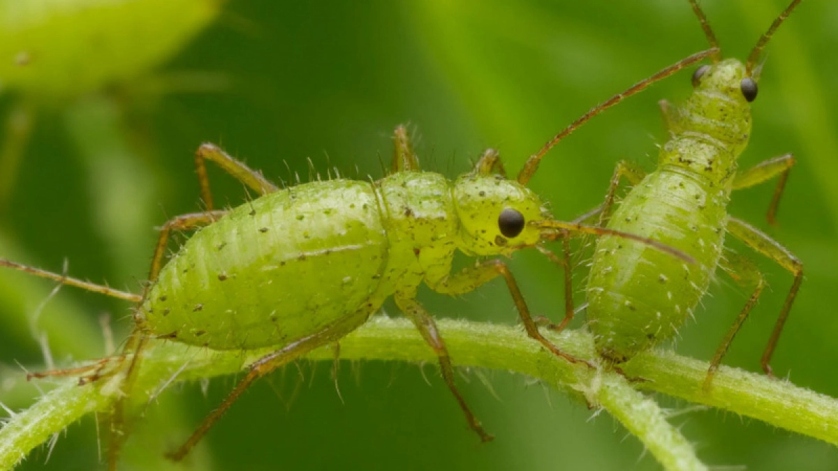 В апреле обвязываю стволы яблонь лентой — и муравьи с тлей бегут на соседний участок за 2 дня