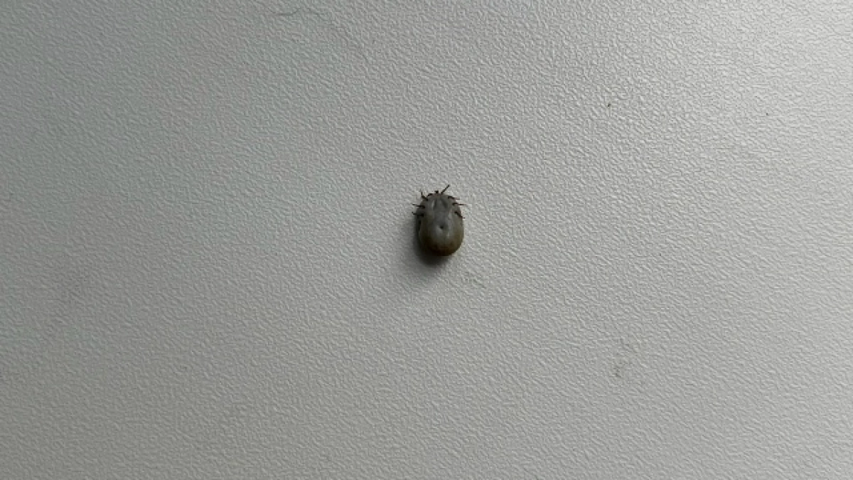 В Коми за полмесяца 24 человека пострадали от укусов клещей