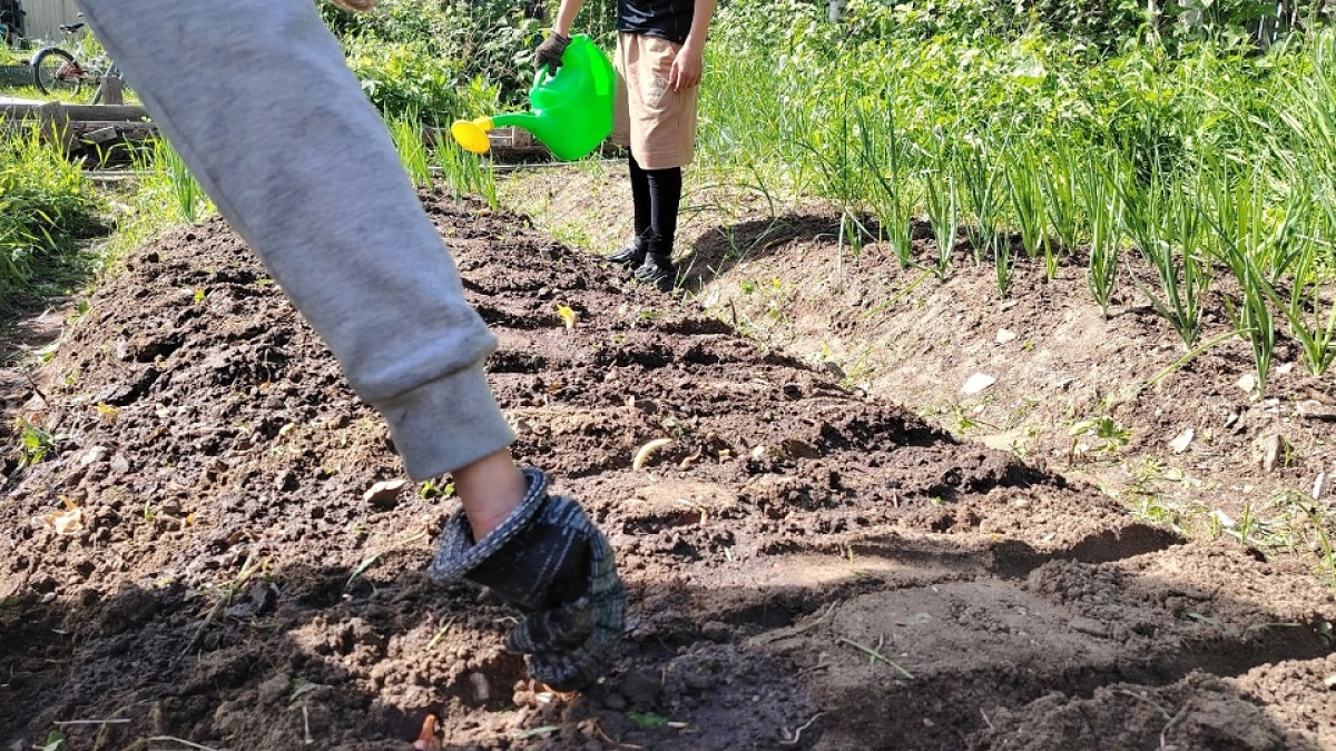 От твердой земли к богатой плодородной почве: три проверенных способа оживить участок