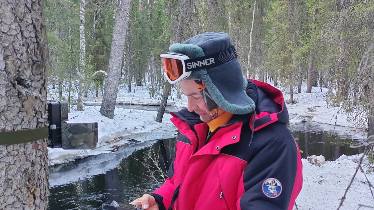 В Коми в заказнике «Дзервад» фотоловушки зафиксировали северного оленя и краснокнижных хищников
